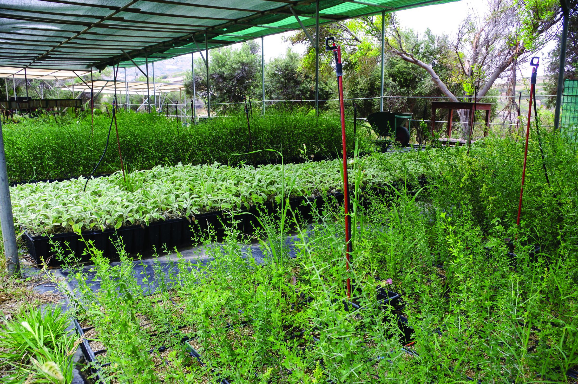 Greenhouse for plant propagation and research at ceramics industry facility.