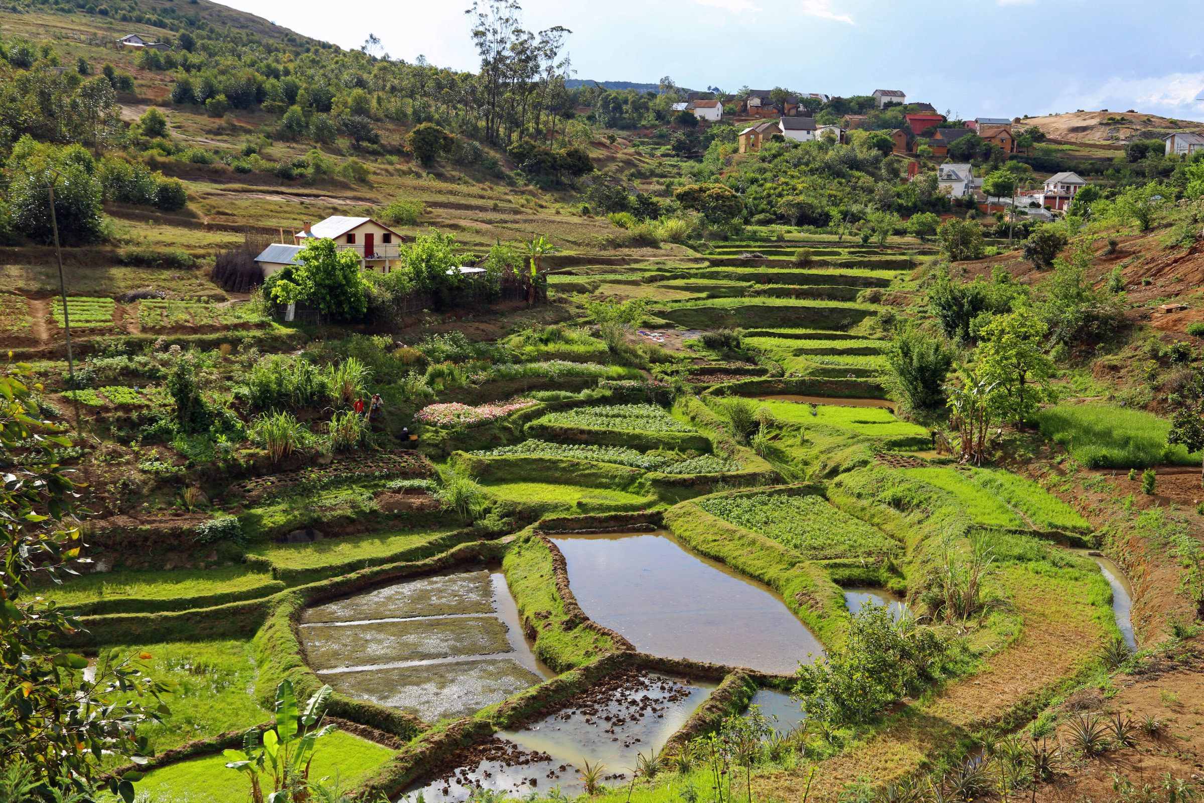 Terraced rice paddies on a hillside with lush greenery and small houses in the background.