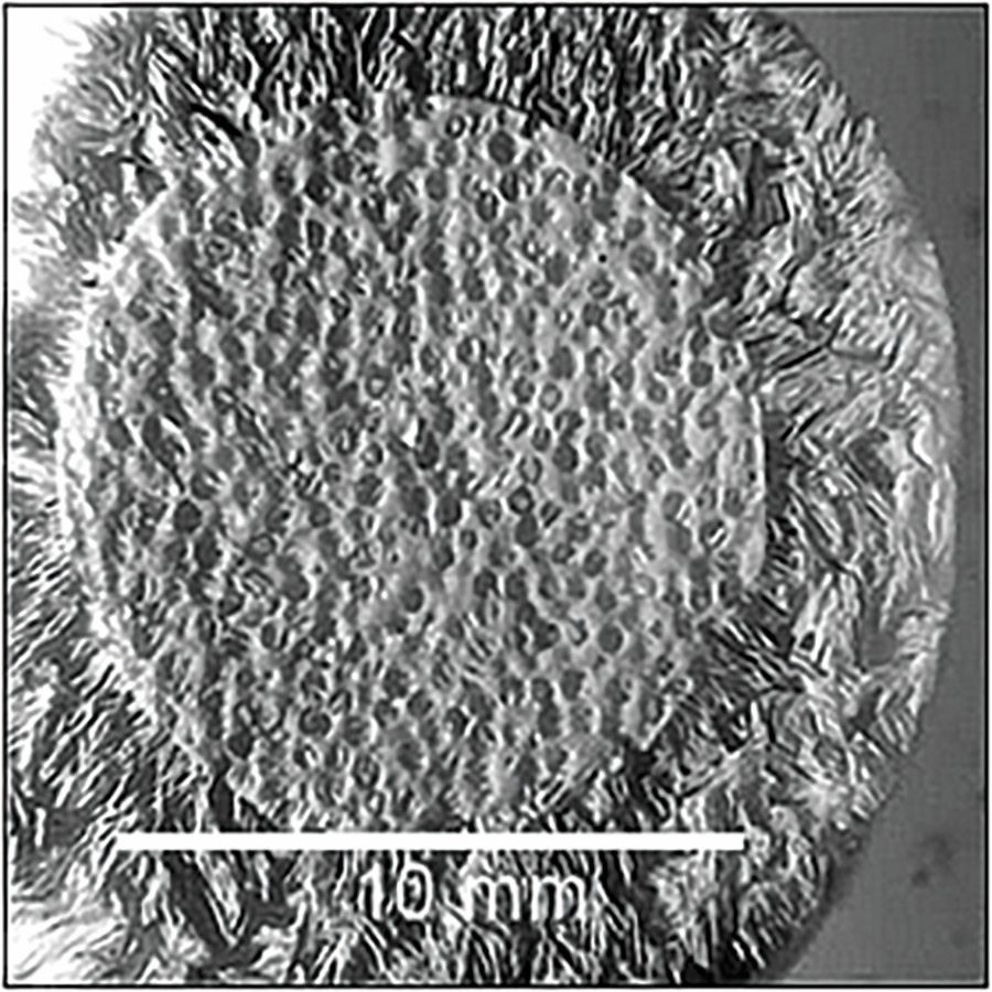 Precipitate microstructure ceramic material.