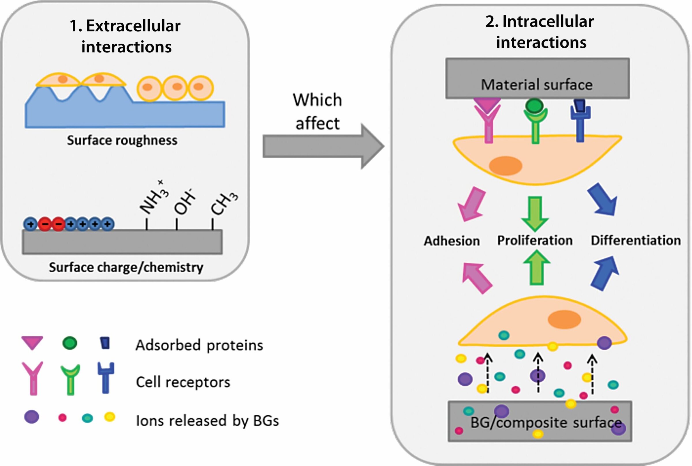 Bioactive glasses interactions: extracellular (surface roughness/charge) affect intracellular adhesion, proliferation, differentiation.