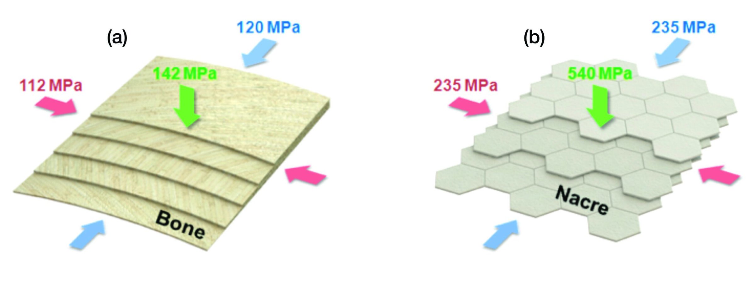 Wood and ceramic materials comparison for strength, highlighting MPa values in a scientific study.