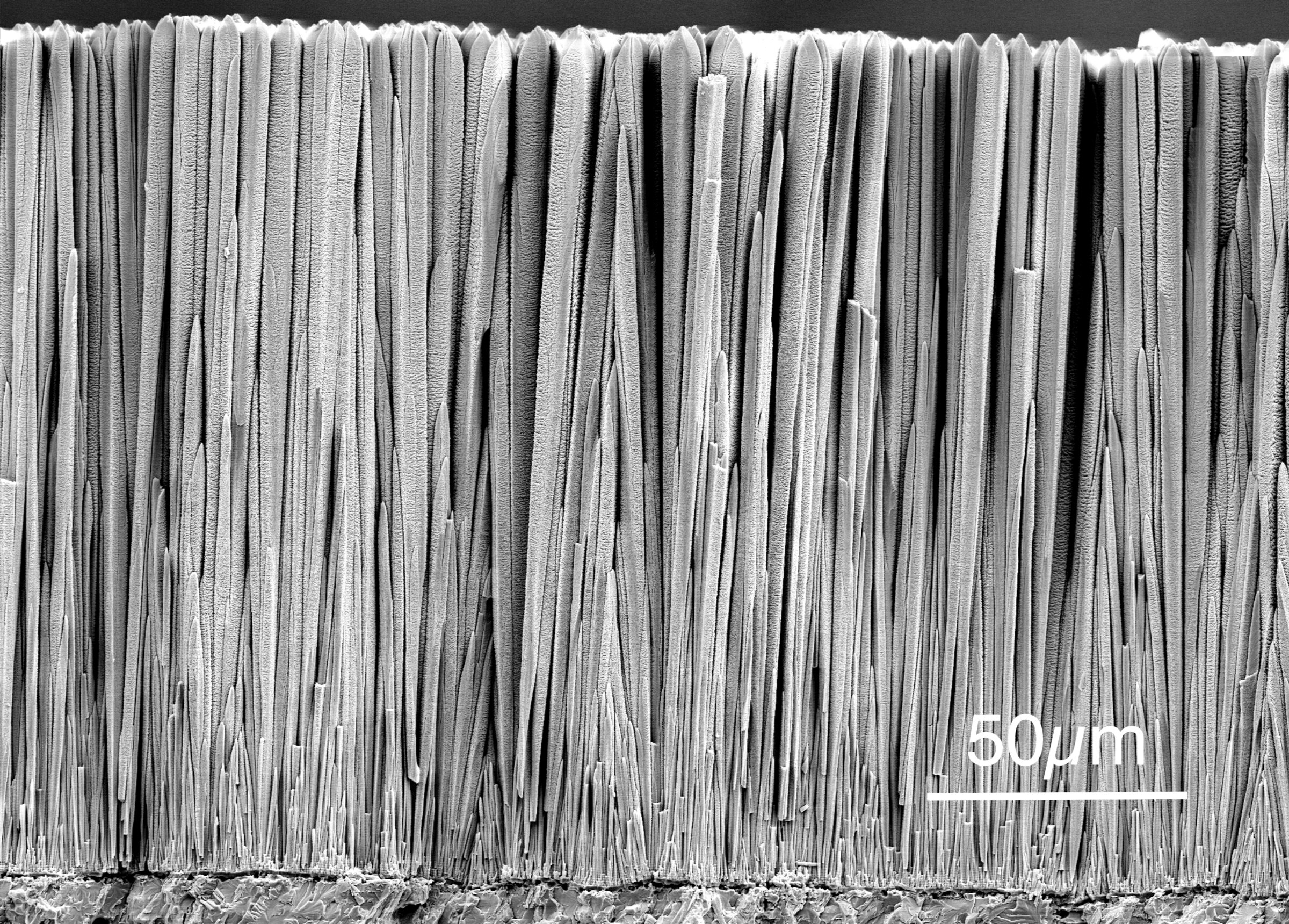 Highly magnified image of ceramic material's microstructure showing elongated grains and grain boundaries, ideal for ceramics research and development.