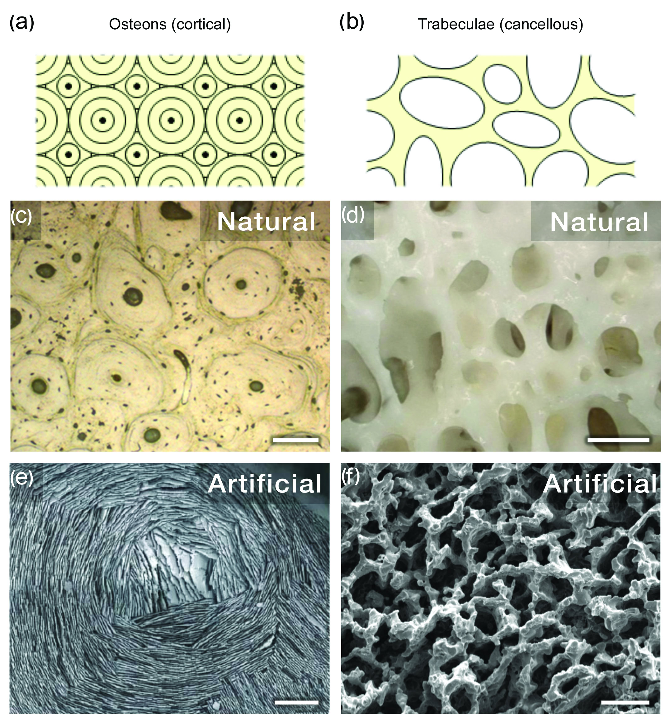 Osteons and trabeculae microscopic structure images in ceramics research.