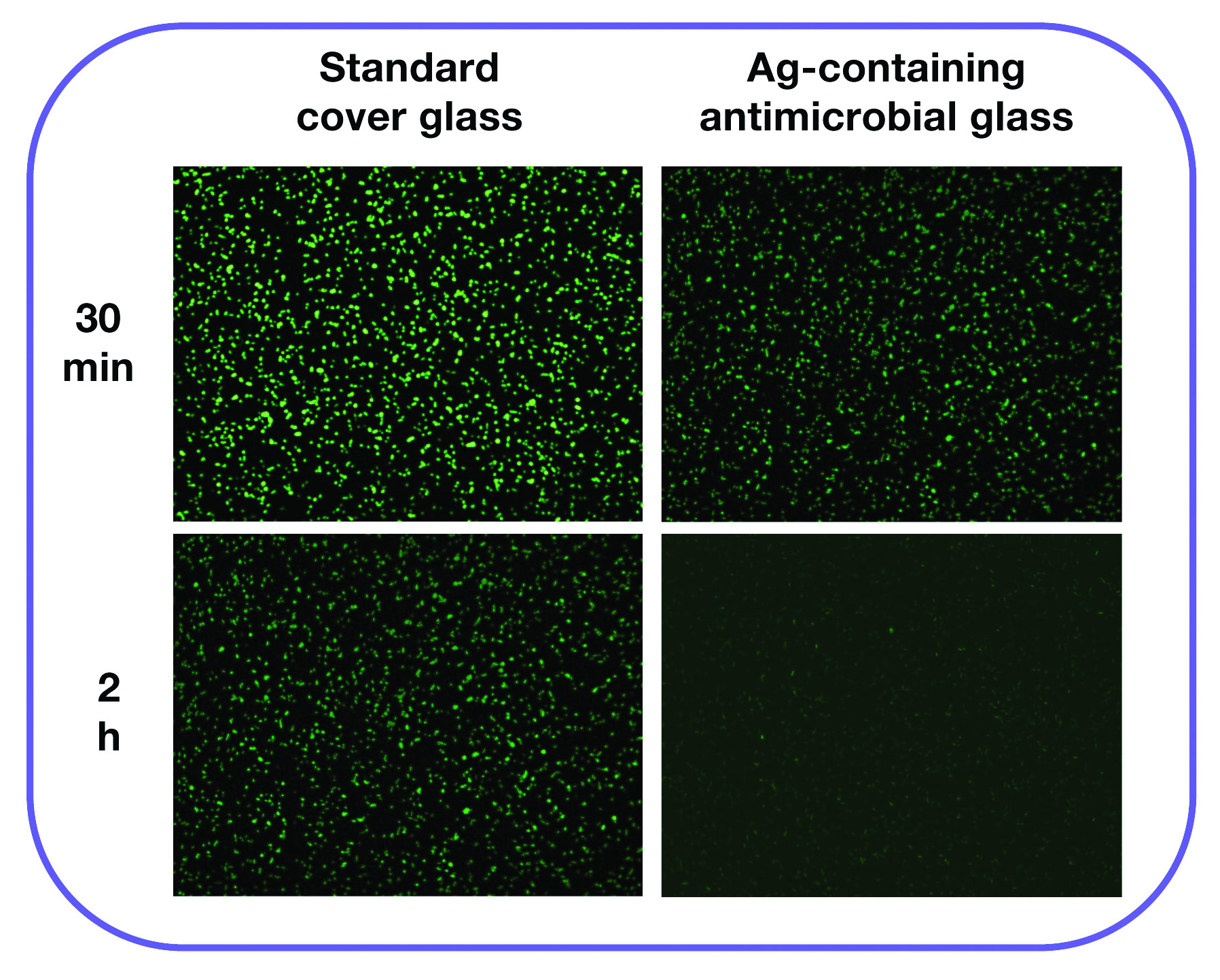 1. Antimicrobial ceramic glass comparison with standard cover glass under UV light.