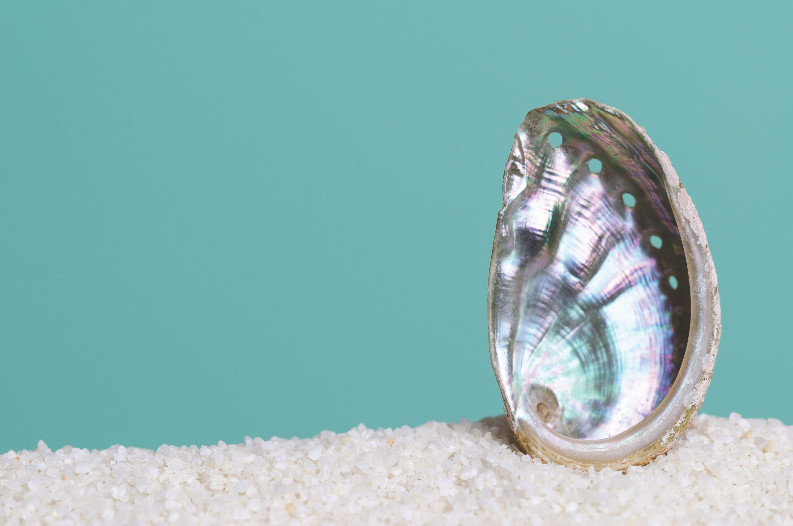 Abalone shell with iridescent interior on white sand against teal background.