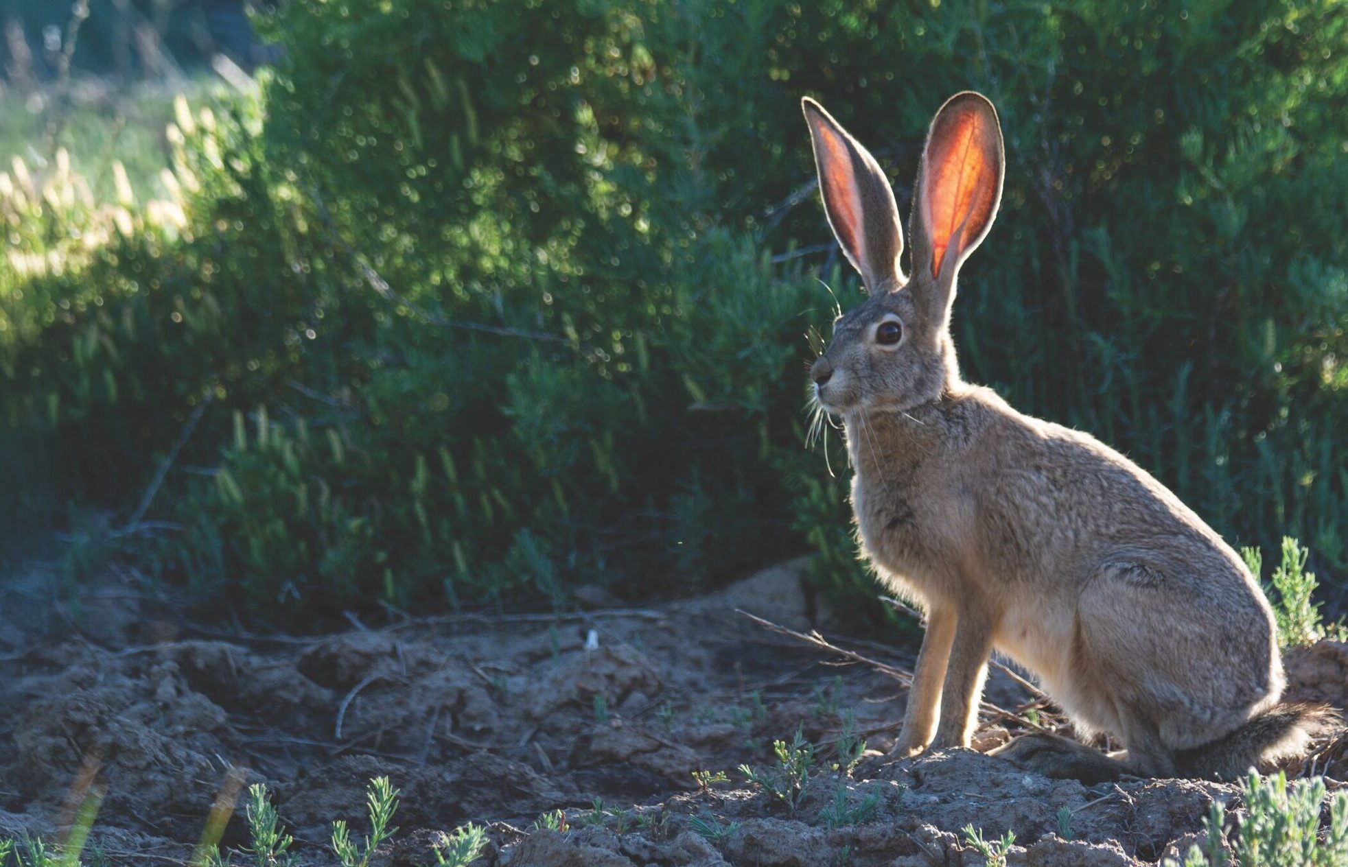 Picture of a jackrabbit in its natural habitat surrounded by green plants.
