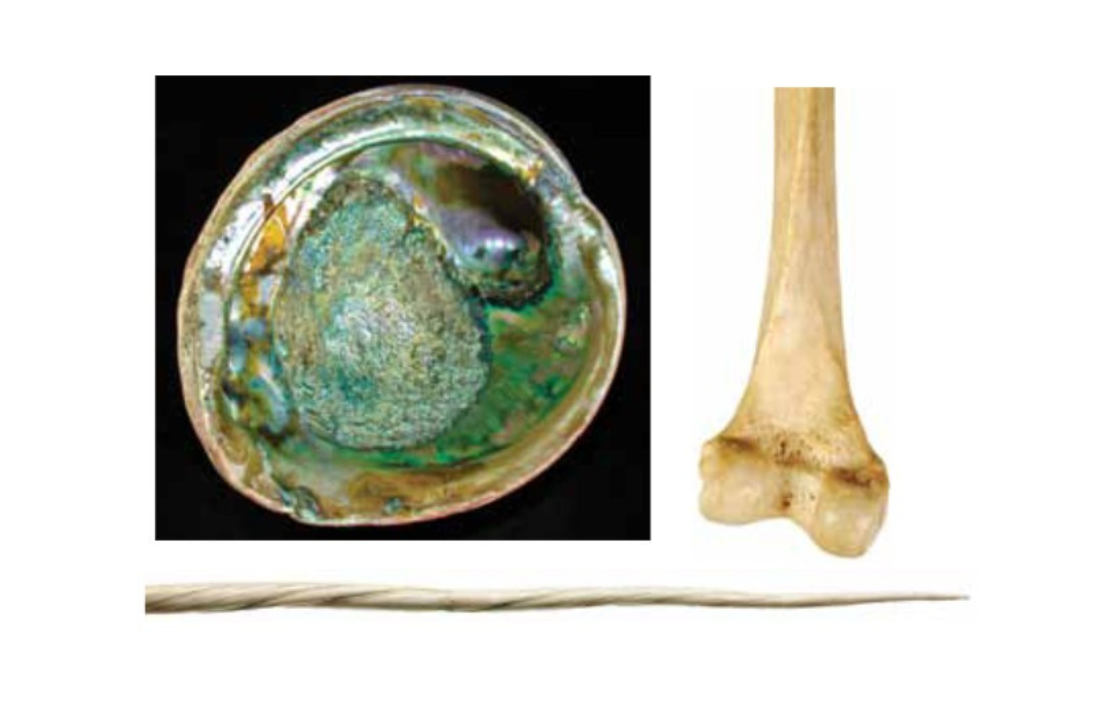 Abalone shell, bone, and twisted horn. Bioinspired structural materials.