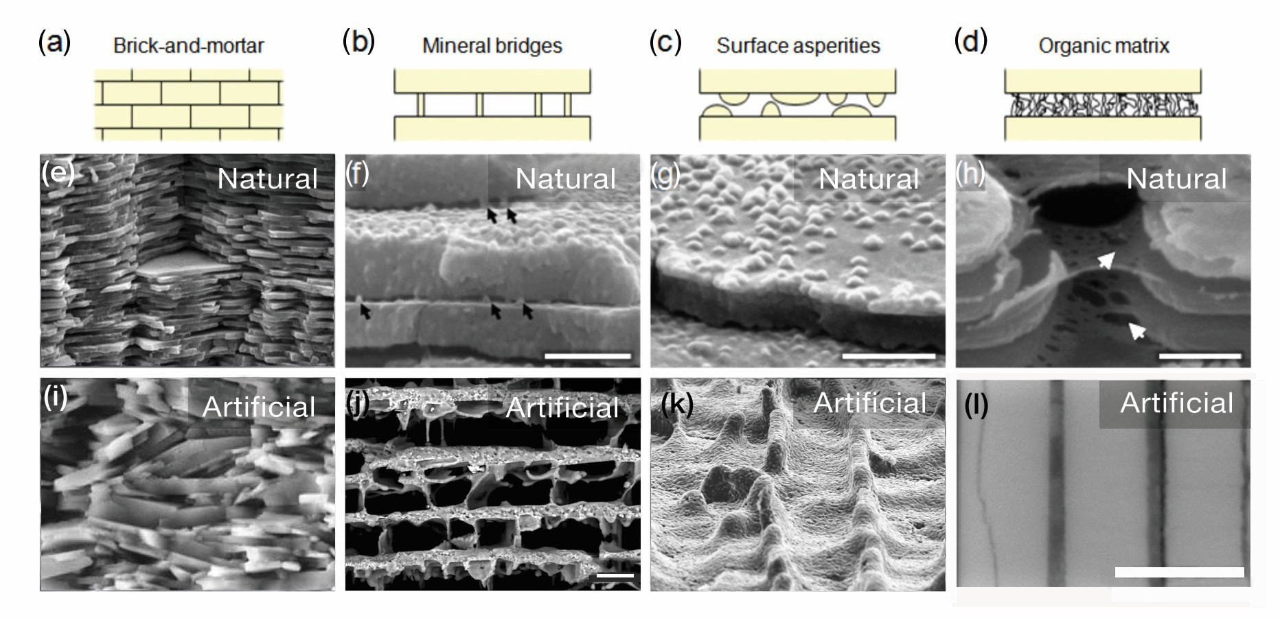 1. Cross-sectional microscopic images of natural and artificial ceramics structures for materials research.