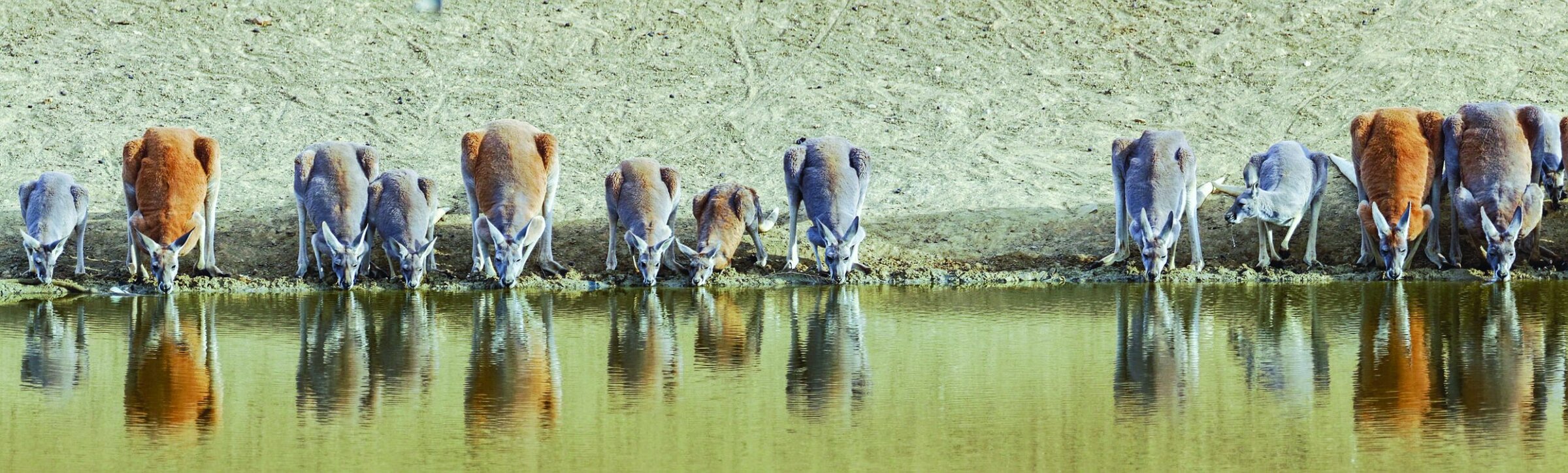 African antelopes drinking water at a waterhole in the desert.