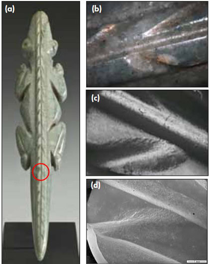 Fossilized ancient lizard fossil with detailed microstructure images.