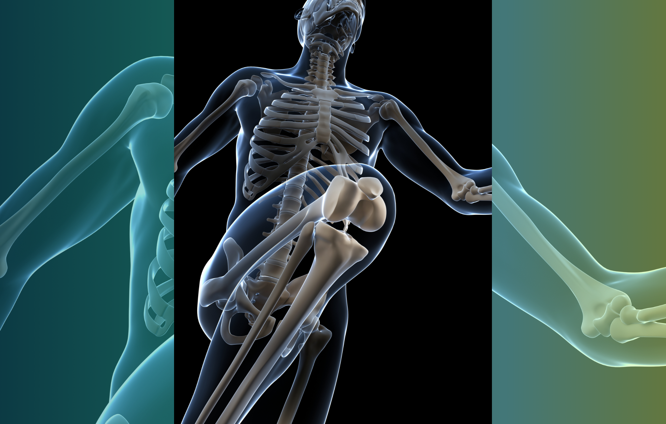 A transparent digital illustration of a human skeleton highlighting soft tissue areas, with a focus on bioactive glass applic.