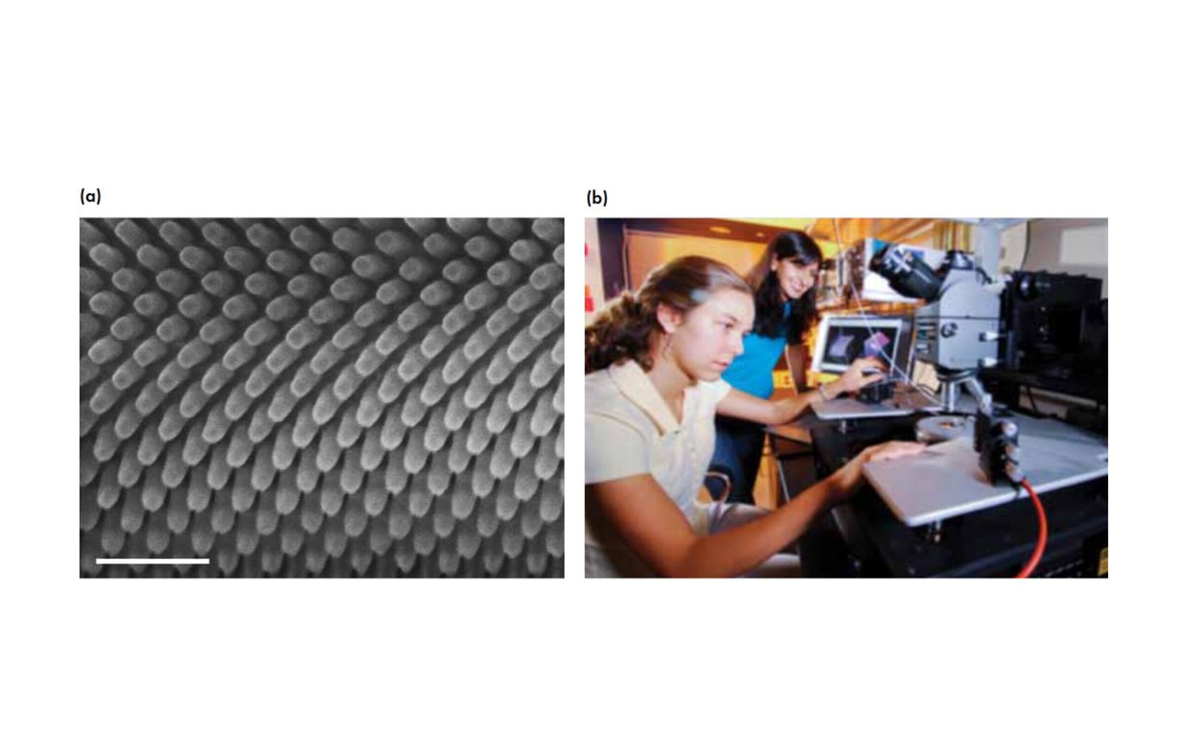 Microscopic view of nanostructured material surface.